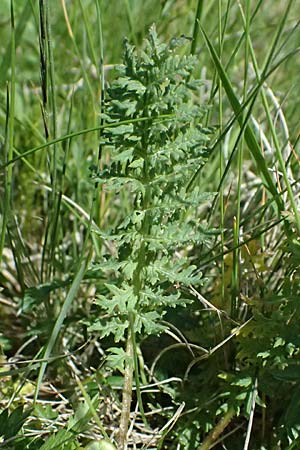 Pedicularis tuberosa \ Knollen-L�usekraut / Long-Beaked Yellow Lousewort, A Krimml 1.7.2025