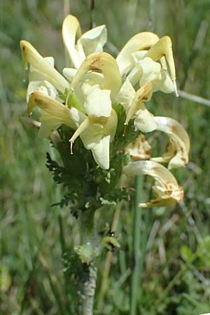 Pedicularis tuberosa \ Knollen-L�usekraut / Long-Beaked Yellow Lousewort, A Krimml 1.7.2025