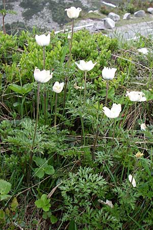 Pulsatilla alpina subsp. austriaca \ sterreicher Alpen-Kuhschelle / Austrian Alpine Pasque-Flower, A Malta - Tal / Valley 7.6.2008