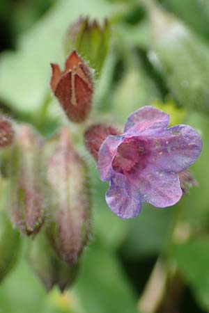 Pulmonaria officinalis \ Echtes Lungenkraut / Lungwort, A Kärnten/Carinthia, Gallizien 18.5.2016