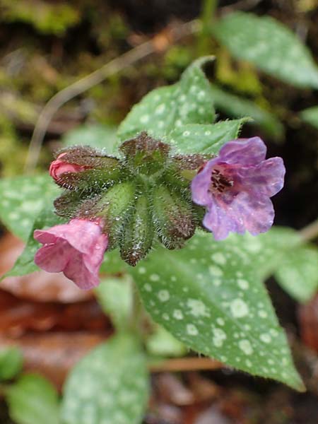 Pulmonaria officinalis \ Echtes Lungenkraut / Lungwort, A Türnitz 6.5.2022