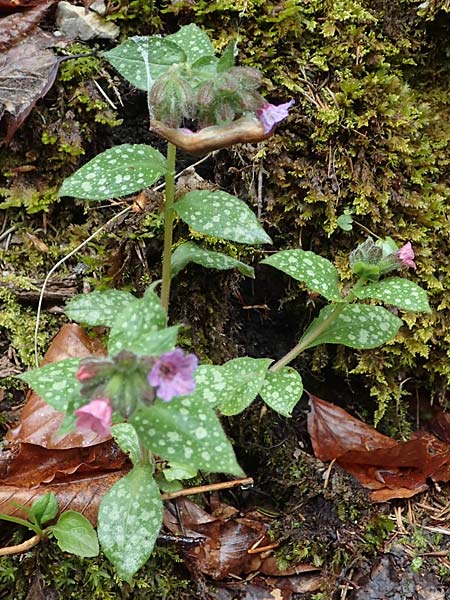 Pulmonaria officinalis \ Echtes Lungenkraut / Lungwort, A Türnitz 6.5.2022