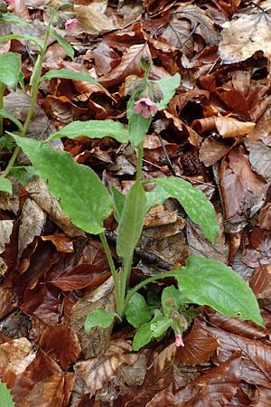 Pulmonaria officinalis \ Echtes Lungenkraut / Lungwort, A Türnitz 6.5.2022