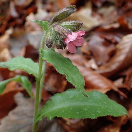 Pulmonaria officinalis \ Echtes Lungenkraut / Lungwort, A Türnitz 6.5.2022
