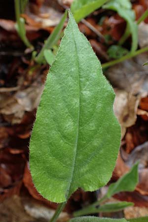 Pulmonaria officinalis \ Echtes Lungenkraut / Lungwort, A Türnitz 6.5.2022