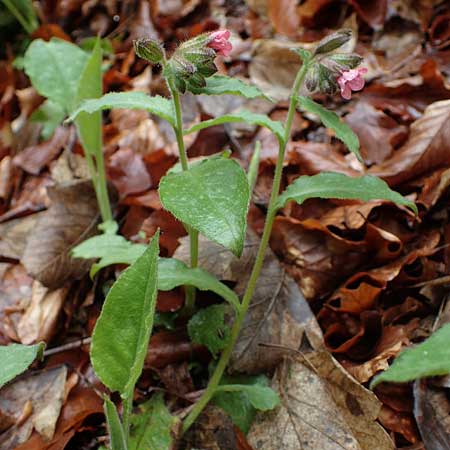 Pulmonaria officinalis \ Echtes Lungenkraut / Lungwort, A Türnitz 6.5.2022