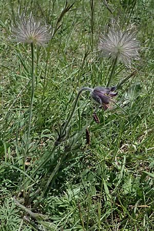 Pulsatilla pratensis subsp. nigricans \ Schwärzliche Wiesen-Kuhschelle / Blackish Pasque-Flower, A Gießhübl 12.5.2025 Pulsatilla pratensis subsp. nigricans \ Schwärzliche Wiesen-Kuhschelle / Blackish Pasque-Flower, A Gießhübl 12.5.2025