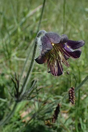 Pulsatilla pratensis subsp. nigricans \ Schwärzliche Wiesen-Kuhschelle / Blackish Pasque-Flower, A Gießhübl 12.5.2025 Pulsatilla pratensis subsp. nigricans \ Schwärzliche Wiesen-Kuhschelle / Blackish Pasque-Flower, A Gießhübl 12.5.2025
