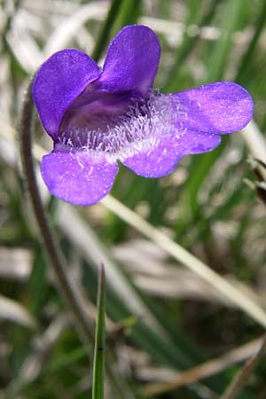 Pinguicula vulgaris \ Gemeines Fettkraut / Common Butterwort, A Reutte 25.5.2008