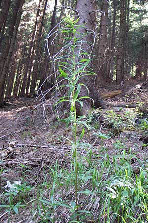 Polygonatum verticillatum \ Quirlblttrige Weiwurz / Whorled Solomon's Seal, A Menauer Alm 31.5.2008