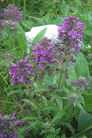 Pedicularis verticillata \ Quirlblttriges Lusekraut / Verticillate Lousewort, A Kärnten/Carinthia, Hochobir 1.7.2010