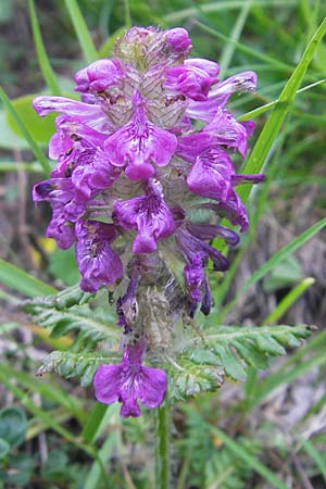 Pedicularis verticillata \ Quirlblttriges Lusekraut / Verticillate Lousewort, A Kärnten/Carinthia, Hochobir 1.7.2010