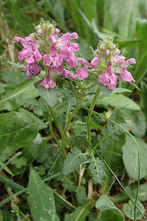 Pedicularis verticillata \ Quirlblttriges Lusekraut / Verticillate Lousewort, A Trenchtling 3.7.2019