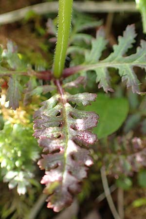 Pedicularis verticillata \ Quirlblttriges Lusekraut / Verticillate Lousewort, A Rax 28.6.2020