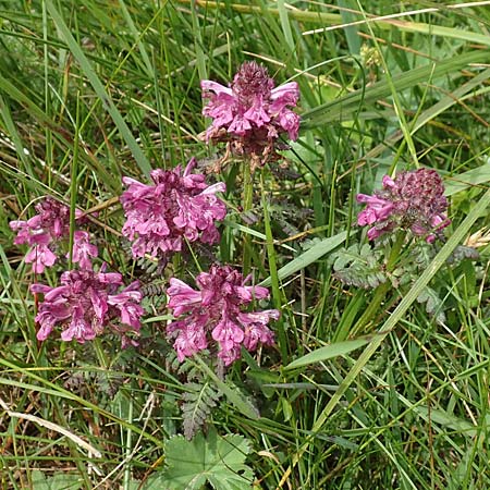 Pedicularis verticillata \ Quirlblttriges Lusekraut / Verticillate Lousewort, A Rax 28.6.2020