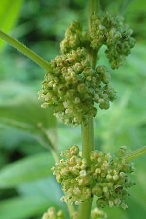 Parietaria officinalis \ Aufrechtes Glaskraut / Common Pellitory-of-the-Wall, A Weichtal-Klamm 1.7.2020