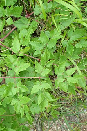 Peucedanum verticillare \ Riesen-Haarstrang, Quirliger Haarstrang / Giant Hog's Fennel, A Weichtal-Klamm 1.7.2020