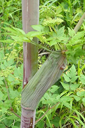 Peucedanum verticillare \ Riesen-Haarstrang, Quirliger Haarstrang / Giant Hog's Fennel, A Weichtal-Klamm 1.7.2020