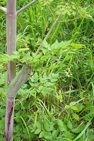 Peucedanum verticillare \ Riesen-Haarstrang, Quirliger Haarstrang / Giant Hog's Fennel, A Weichtal-Klamm 1.7.2020