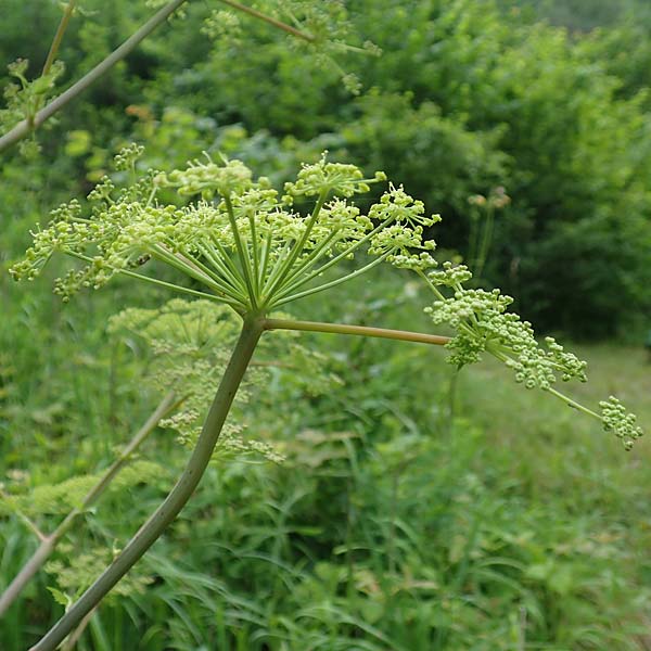 Peucedanum verticillare \ Riesen-Haarstrang, Quirliger Haarstrang / Giant Hog's Fennel, A Weichtal-Klamm 1.7.2020