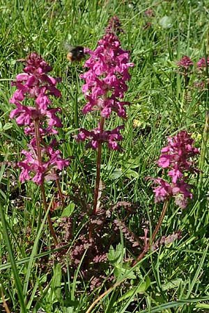 Pedicularis verticillata \ Quirlblttriges Lusekraut / Verticillate Lousewort, A Tauplitz-Alm 5.7.2020