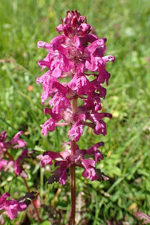 Pedicularis verticillata \ Quirlblttriges Lusekraut / Verticillate Lousewort, A Tauplitz-Alm 5.7.2020