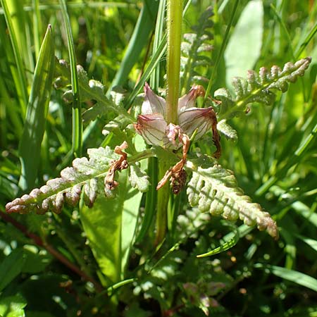 Pedicularis verticillata \ Quirlblttriges Lusekraut / Verticillate Lousewort, A Tauplitz-Alm 5.7.2020