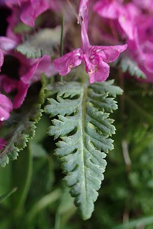 Pedicularis verticillata \ Quirlblttriges Lusekraut / Verticillate Lousewort, A Wölzer Tauern, Kleiner Zinken 26.6.2021