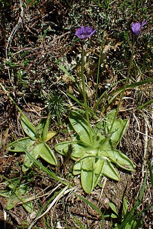 Pinguicula vulgaris \ Gemeines Fettkraut / Common Butterwort, A Seetaler Alpen, Zirbitzkogel 28.6.2021