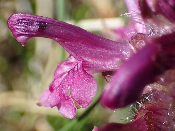 Pedicularis verticillata \ Quirlblttriges Lusekraut / Verticillate Lousewort, A Seetaler Alpen, Zirbitzkogel 28.6.2021
