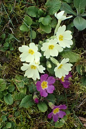 Primula vulgaris \ Stngellose Primel, Kissen-Primel / Primrose, A Hainburg 7.3.2024