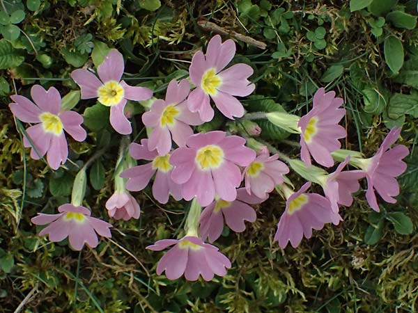 Primula vulgaris \ Stngellose Primel, Kissen-Primel / Primrose, A Hainburg 7.3.2024