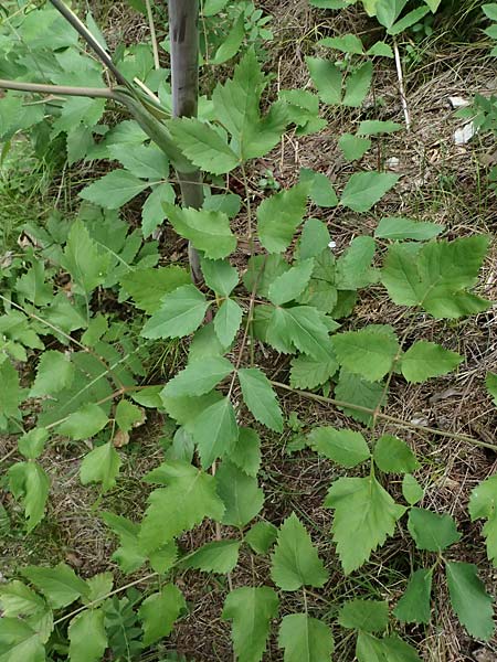 Peucedanum verticillare \ Riesen-Haarstrang, Quirliger Haarstrang / Giant Hog's Fennel, A Osttirol, Lavant 30.6.2025