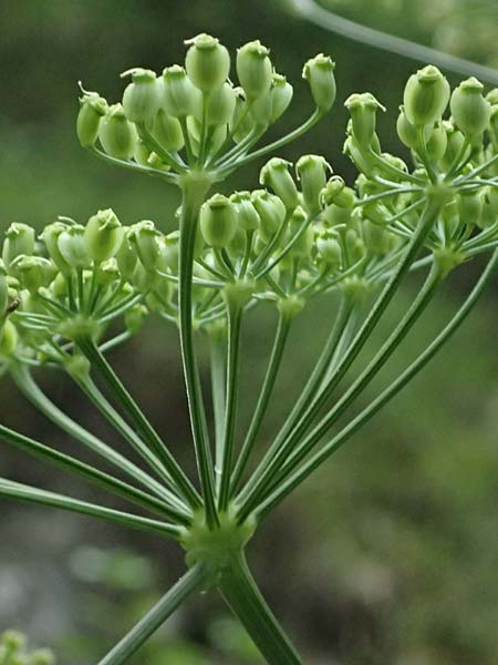 Peucedanum verticillare \ Riesen-Haarstrang, Quirliger Haarstrang / Giant Hog's Fennel, A Osttirol, Lavant 30.6.2025