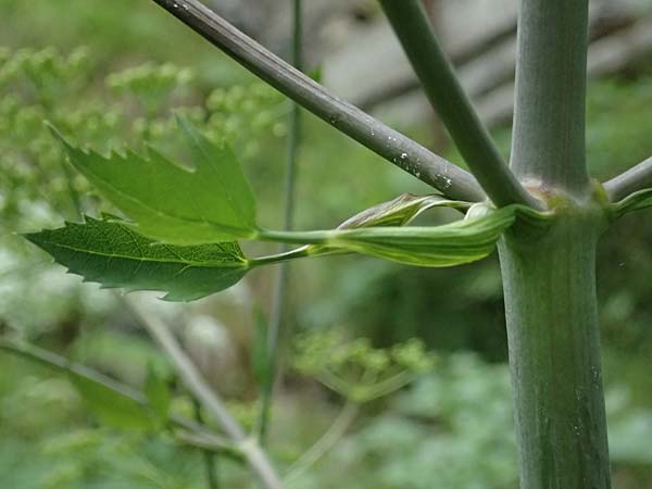 Peucedanum verticillare \ Riesen-Haarstrang, Quirliger Haarstrang / Giant Hog's Fennel, A Osttirol, Lavant 30.6.2025
