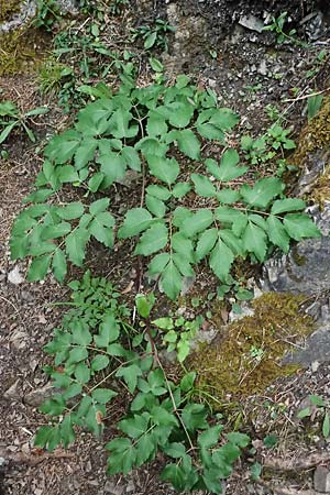 Peucedanum verticillare \ Riesen-Haarstrang, Quirliger Haarstrang / Giant Hog's Fennel, A Osttirol, Lavant 30.6.2025