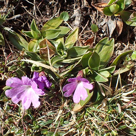 Primula wulfeniana \ Wulfen-Primel / Wulfen's Primrose, A K&auml;rnten/Carinthia, Hochstuhl 17.5.2016