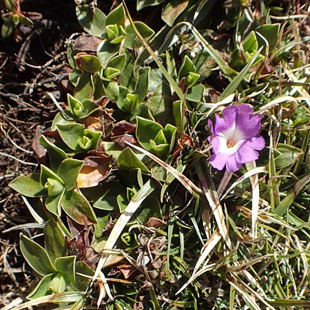 Primula wulfeniana \ Wulfen-Primel / Wulfen's Primrose, A K&auml;rnten/Carinthia, Hochstuhl 17.5.2016