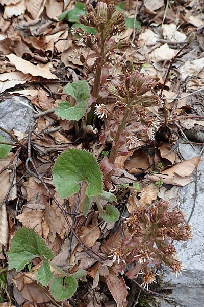 Petasites paradoxus \ Alpen-Pestwurz / Alpine Butterbur, A Kärnten/Carinthia, Hochstuhl 17.5.2016