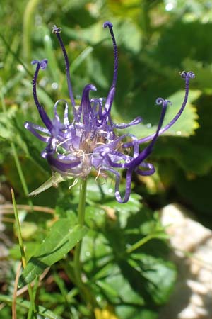 Phyteuma orbiculare \ Kugel-Rapunzel / Round-Headed Rampion, A Kärnten/Carinthia, Petzen 8.8.2016