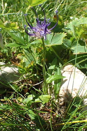 Phyteuma orbiculare \ Kugel-Rapunzel / Round-Headed Rampion, A Kärnten/Carinthia, Petzen 8.8.2016