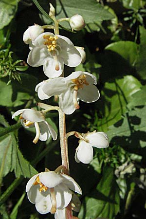 Pyrola rotundifolia \ Rundblttriges Wintergrn / Round-Leaved Wintergreen, A Kärnten/Carinthia, Petzen 21.7.2007