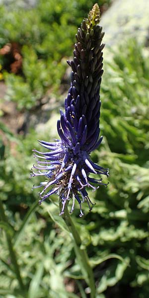 Phyteuma zahlbruckneri \ Zahlbruckners Teufelskralle / Zahlbruckner's Rampion, A Nockalmstra&szlig;e Windebensee 10.7.2019