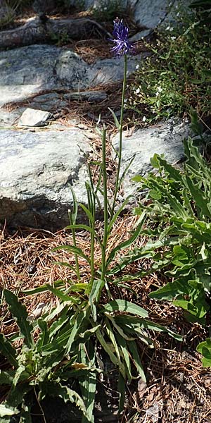 Phyteuma zahlbruckneri \ Zahlbruckners Teufelskralle / Zahlbruckner's Rampion, A Nockalmstra&szlig;e Windebensee 10.7.2019