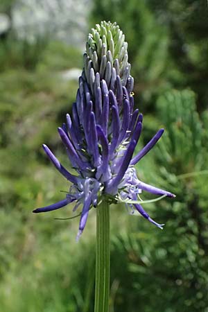 Phyteuma zahlbruckneri \ Zahlbruckners Teufelskralle / Zahlbruckner's Rampion, A Krimml 1.7.2025