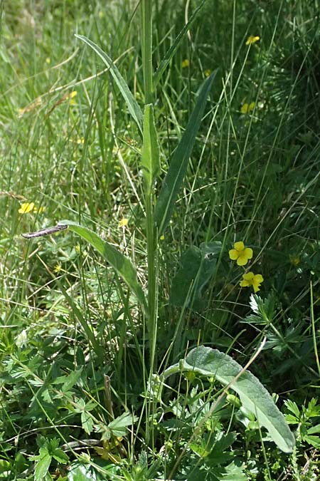 Phyteuma zahlbruckneri \ Zahlbruckners Teufelskralle / Zahlbruckner's Rampion, A Krimml 1.7.2025