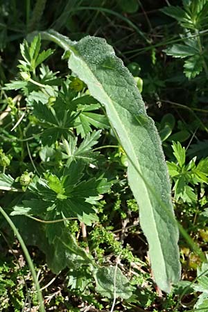Phyteuma zahlbruckneri \ Zahlbruckners Teufelskralle / Zahlbruckner's Rampion, A Krimml 1.7.2025