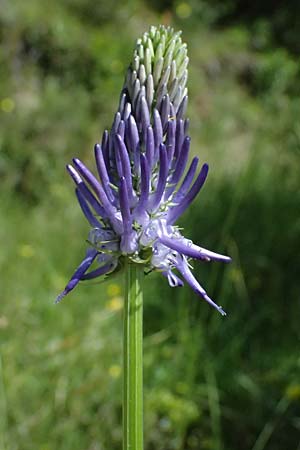 Phyteuma zahlbruckneri \ Zahlbruckners Teufelskralle / Zahlbruckner's Rampion, A Krimml 1.7.2025