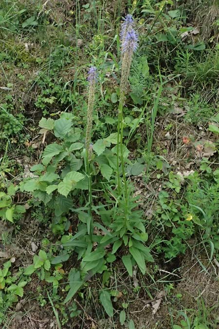 Phyteuma zahlbruckneri \ Zahlbruckners Teufelskralle / Zahlbruckner's Rampion, A Sankt Leonhard im Glantal 17.6.2026