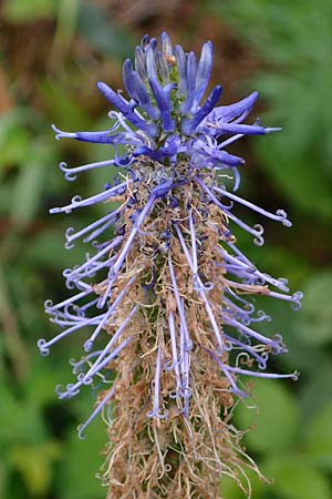 Phyteuma zahlbruckneri \ Zahlbruckners Teufelskralle / Zahlbruckner's Rampion, A Sankt Leonhard im Glantal 17.6.2026